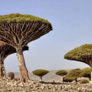 Socotra Island, Wisata Tersembunyi yang Sarat Misteri di Yaman