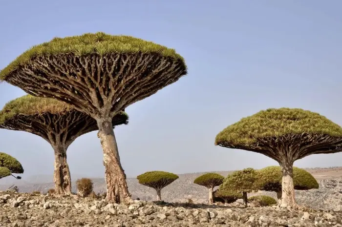 Socotra Island, Wisata Tersembunyi yang Sarat Misteri di Yaman