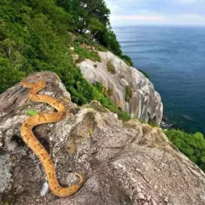 Snake Island, Pulau Terisolasi Paling Berbahaya dan Mematikan di Brazil