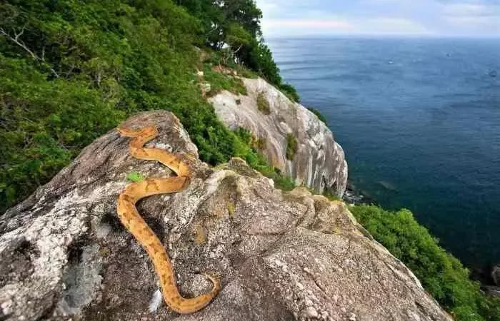 Snake Island, Pulau Terisolasi Paling Berbahaya dan Mematikan di Brazil
